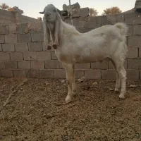 تکه گلابی اصل|حیوانات مزرعه|طبس, |دیوار