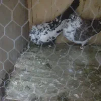 کبوتر|پرنده|پرند, فاز ۴|دیوار