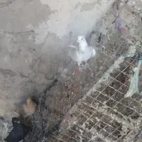 طوق الماسی با زرد کاکلی پاپر هر دو ماده|پرنده|دهدشت, |دیوار