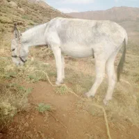 نرخر گله ای به شرط