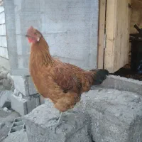 فروش مرغ تازه به تخم اومده|حیوانات مزرعه|کلارآباد, |دیوار