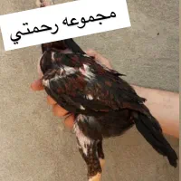 جوجه لاری اصیل|حیوانات مزرعه|تهران, ایران|دیوار