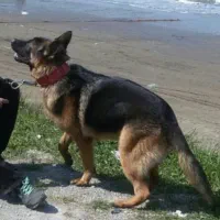 سگ پلیس ژرمن آلمانی اصل دوساله