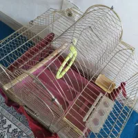 قفس حرفه‌ای