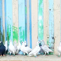 کبوتر سار المانی