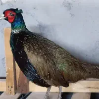 پرنده زینتی