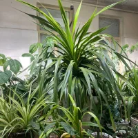 گیاه پاندانوس