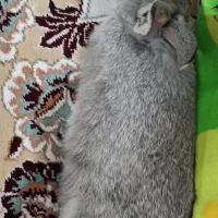 خرگوش شیطون