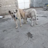 سگ سرابی ماده|سگ|کبودرآهنگ, |دیوار