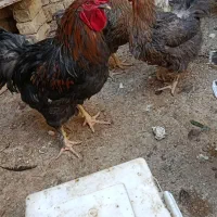 خروس|حیوانات مزرعه|شیراز, کرونی(خاتونک)|دیوار