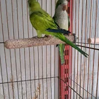 طوطی|پرنده|بوکان, |دیوار