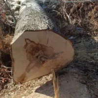 هرص و برش چوب در باقات شما عزیزان|خدمات باغبانی و درختکاری|اراک, |دیوار