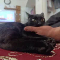 گربه سیاه ماده|گربه|اردبیل, |دیوار