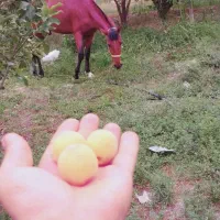 مرد یاشار|اسب و تجهیزات اسب‌سواری|آشخانه, |دیوار