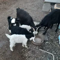 بز داشتی|حیوانات مزرعه|گتوند, |دیوار