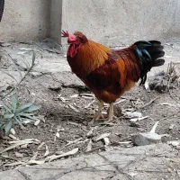 مرغ و خروس محلی رسمی جوان۶ماهه شهرری|حیوانات مزرعه|ری, دیلمان|دیوار