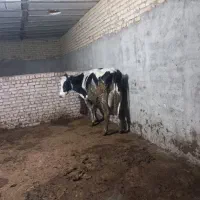 یک راس گاو شکم سوم ۴ ماه ابستن