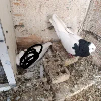 طوقی نر زوردار