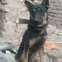 یه سگ ماده میخام همرنگ همین سگ ژرمن پلیسی