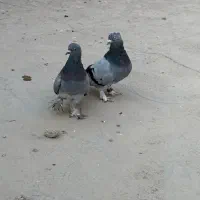 سبز دم سفید|پرنده|بهبهان, |دیوار