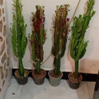 تلفن نیست|تلفن رومیزی|خرمآباد, |دیوار