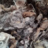 پشم گوسفند