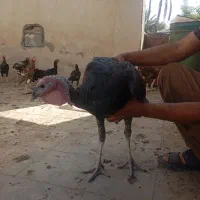 پنچ عدد بوقلمون ودوعدد خرس افغان|حیوانات مزرعه|کهنوج, |دیوار