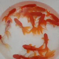 فروش انواع ماهی قرمزگلفیش تلسکوپی ارسال همه شهرها