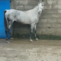 نریان کردخالص مدارکدار|اسب و تجهیزات اسبسواری|پرهسر, |دیوار