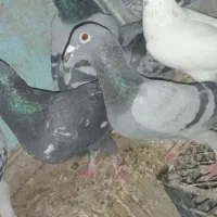 چند جفت کبوتر بفروش میرسد|پرنده|سراوان, |دیوار