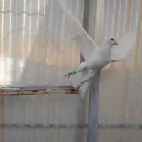 پسند شد پیام بده|پرنده|اقبالیه, |دیوار