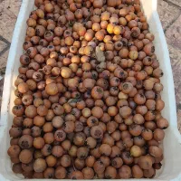 ازگیل جنگلی