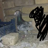 کفتر|پرنده|تربت‌حیدریه, کلاته توکلی|دیوار