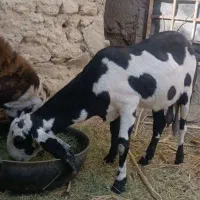 فروش بز پنجاب|حیوانات مزرعه|سراوان, |دیوار