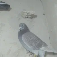 جفت نرماده مسافتی