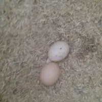 تخم لاری نطفه دار