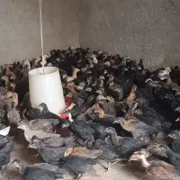 جوجه مرغ جهادی