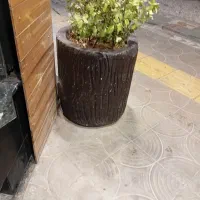 گلدان گلدون ۲ تا و یه گل اپارتمانی