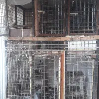 جفتگاه کبوتر