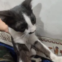 واگذازی گربه نر|گربه|دزفول, |دیوار