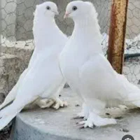 نیاز کود کبوتر