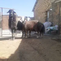 قوچ مناسب نسل کشی