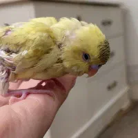 واگذاری جوجه مرغ عشق