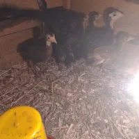 فروش ۸ عدد جوجه بوقِلمون ۴۰روزه