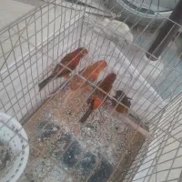 قناری سوخته سرخ|پرنده|جیرفت, |دیوار