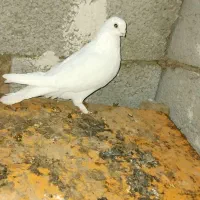 کبوتر‌‌دولاخ|پرنده|تبریز, |دیوار