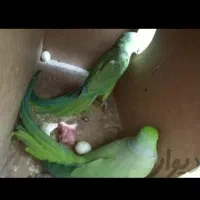معاوضه طوطی سانان|پرنده|ملارد, |دیوار