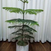 فروش گل آپارتمانی