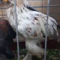خروس سلطان ۴ ماهه