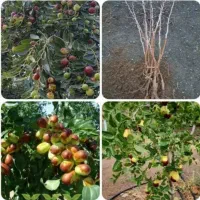 نهال های با کیفیت و لیبل دار اصلاح شده|خدمات باغبانی و درختکاری|شیراز, لاله|دیوار